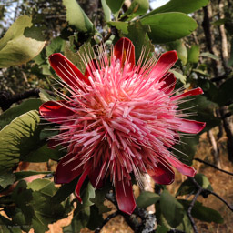 Protea /  Gattung: Zuckerbüsche